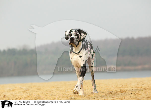 stehende Deutsche Dogge / KL-13095
