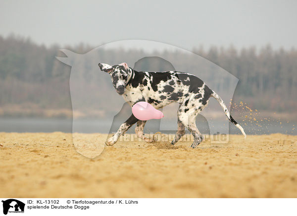 spielende Deutsche Dogge / KL-13102