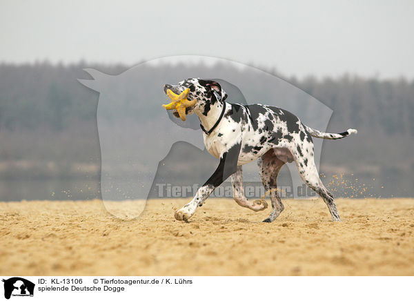 spielende Deutsche Dogge / KL-13106