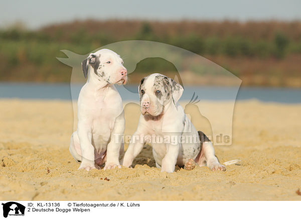 2 Deutsche Dogge Welpen / KL-13136