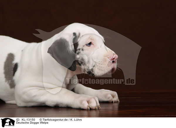 Deutsche Dogge Welpe / KL-13150