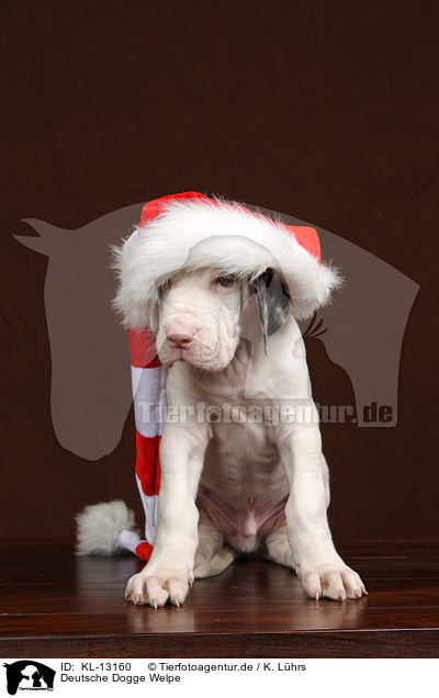 Deutsche Dogge Welpe / KL-13160