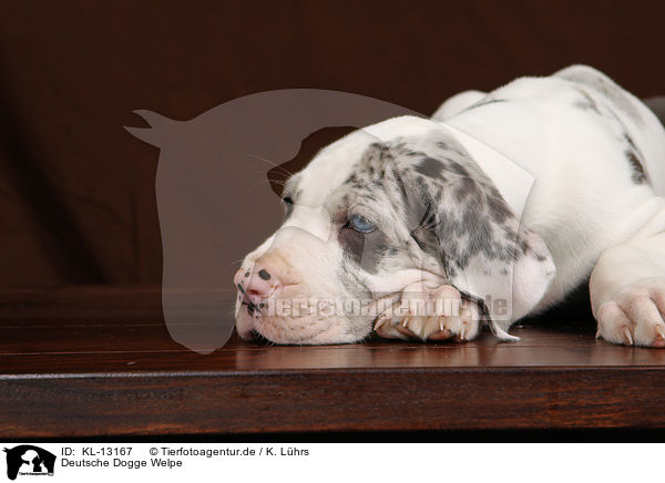 Deutsche Dogge Welpe / KL-13167