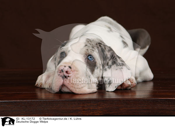 Deutsche Dogge Welpe / KL-13172
