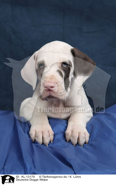 Deutsche Dogge Welpe / KL-13179