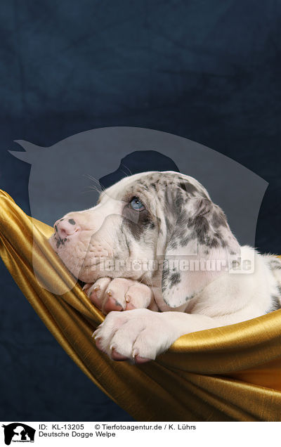 Deutsche Dogge Welpe / Great Dane puppy / KL-13205