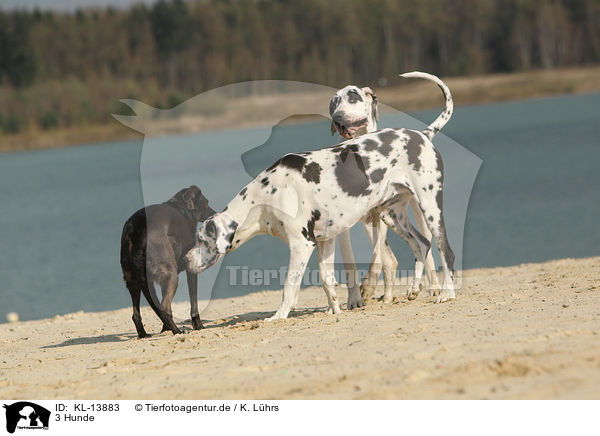 3 Hunde / KL-13883
