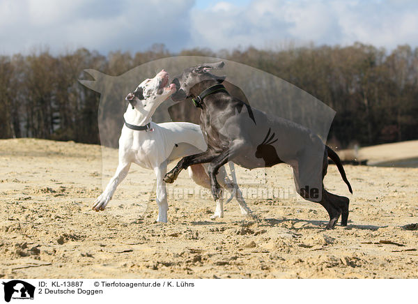 2 Deutsche Doggen / KL-13887