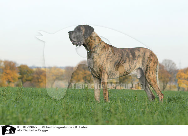 alte Deutsche Dogge / KL-13972