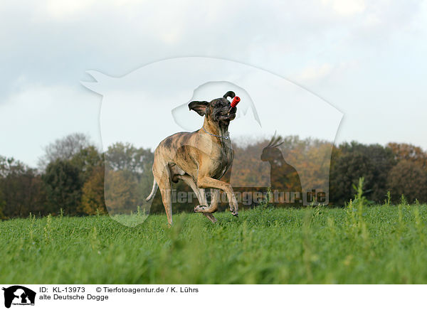 alte Deutsche Dogge / KL-13973
