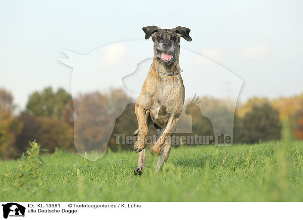 alte Deutsche Dogge / KL-13981