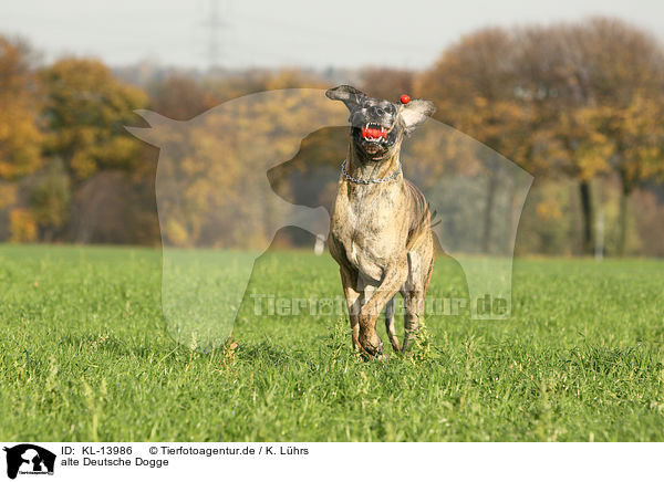 alte Deutsche Dogge / KL-13986
