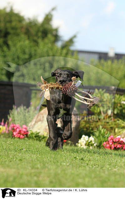Deutsche Dogge Welpe / Great Dane Puppy / KL-14334