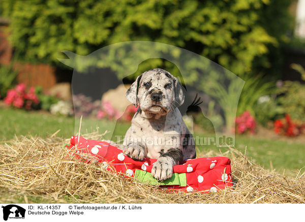 Deutsche Dogge Welpe / Great Dane Puppy / KL-14357