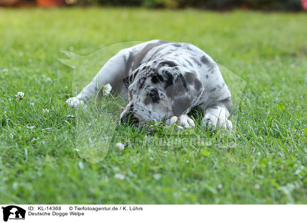 Deutsche Dogge Welpe / Great Dane Puppy / KL-14368
