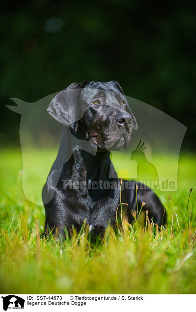 liegende Deutsche Dogge / SST-14673