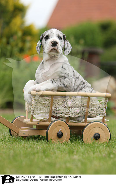 Deutsche Dogge Welpe im Grnen / Great Dane Puppy in the countryside / KL-15179