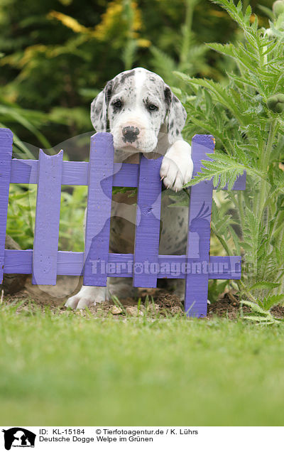 Deutsche Dogge Welpe im Grnen / Great Dane Puppy in the countryside / KL-15184
