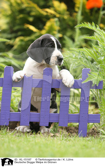 Deutsche Dogge Welpe im Grnen / Great Dane Puppy in the countryside / KL-15187