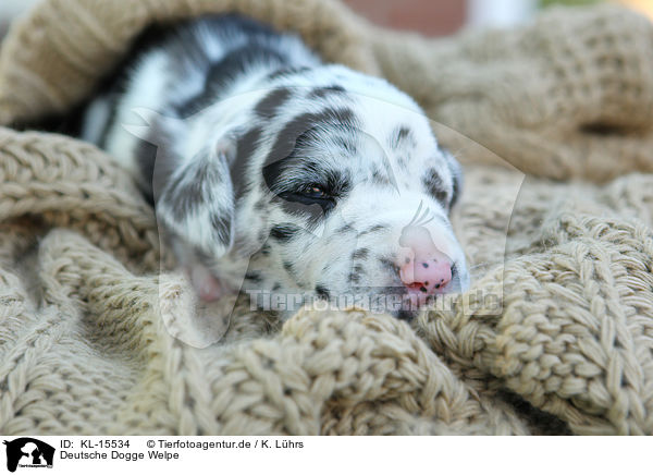 Deutsche Dogge Welpe / Great Dane Puppy / KL-15534