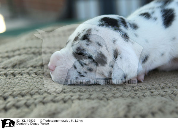 Deutsche Dogge Welpe / Great Dane Puppy / KL-15535