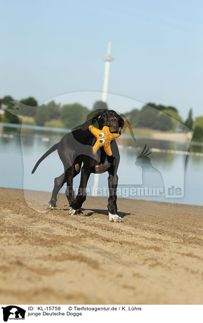 junge Deutsche Dogge / young Great Dane / KL-15758