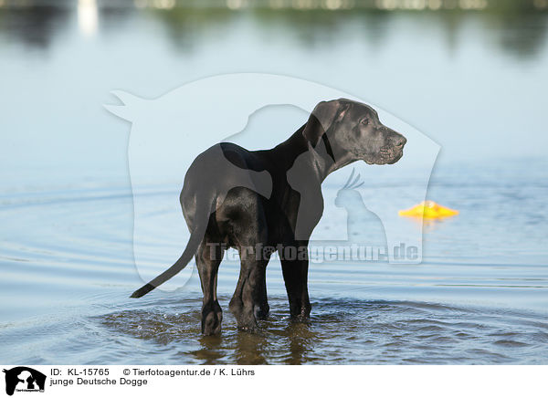 junge Deutsche Dogge / young Great Dane / KL-15765