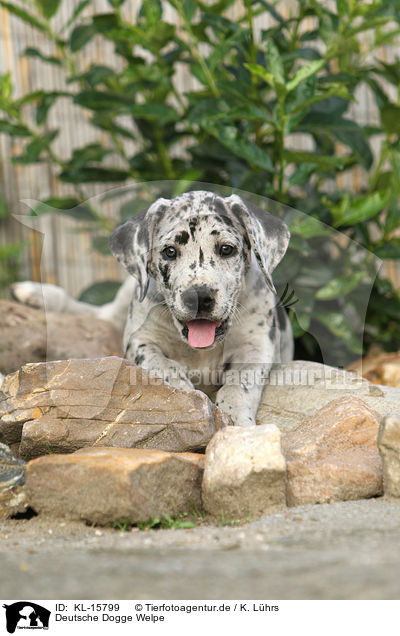Deutsche Dogge Welpe / KL-15799