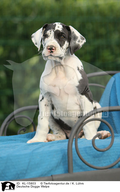 Deutsche Dogge Welpe / Great Dane Puppy / KL-15803