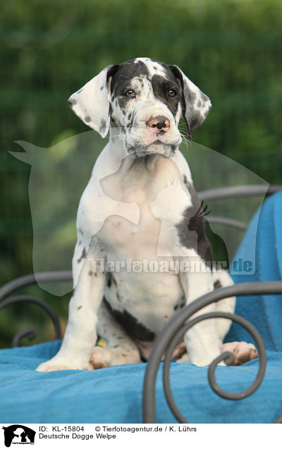 Deutsche Dogge Welpe / Great Dane Puppy / KL-15804