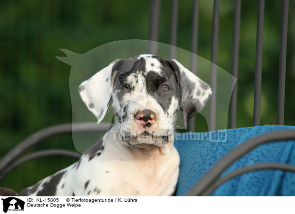Deutsche Dogge Welpe / Great Dane Puppy / KL-15805