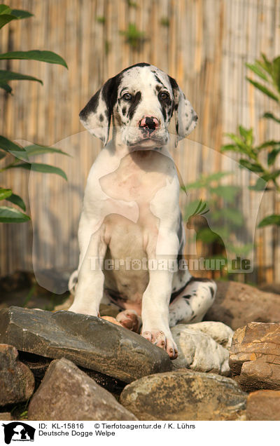 Deutsche Dogge Welpe / Great Dane Puppy / KL-15816