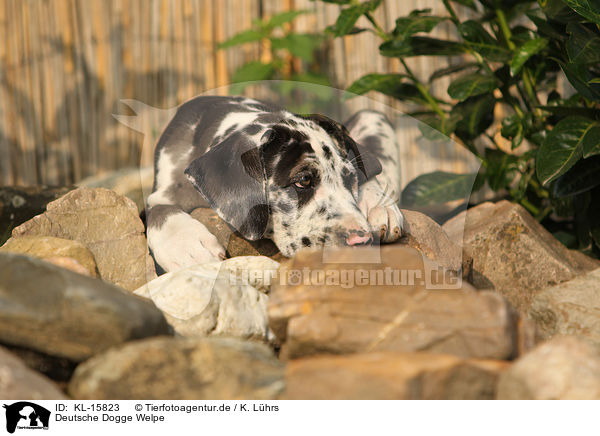 Deutsche Dogge Welpe / Great Dane Puppy / KL-15823