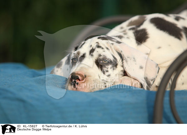 Deutsche Dogge Welpe / Great Dane Puppy / KL-15827