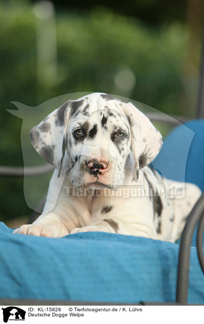 Deutsche Dogge Welpe / Great Dane Puppy / KL-15828