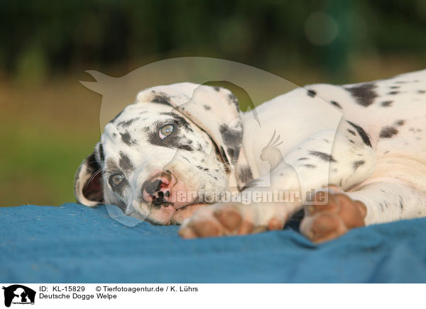 Deutsche Dogge Welpe / Great Dane Puppy / KL-15829