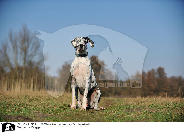 Deutsche Dogge / Great Dane / YJ-11509