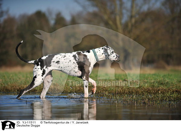 Deutsche Dogge / Great Dane / YJ-11511