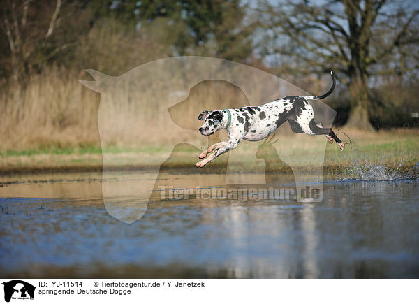 springende Deutsche Dogge / jumping Great Dane / YJ-11514