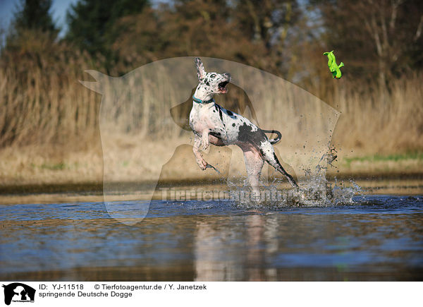 springende Deutsche Dogge / jumping Great Dane / YJ-11518