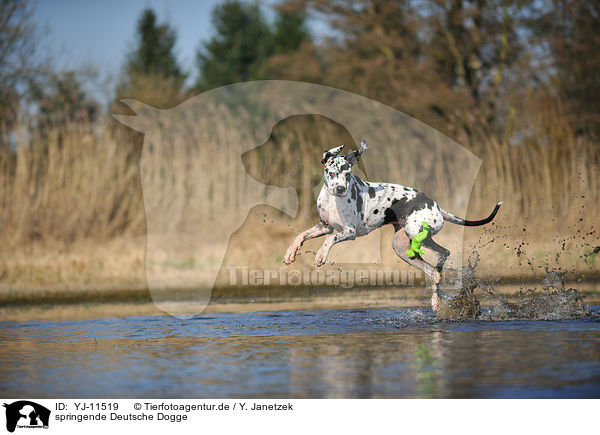 springende Deutsche Dogge / jumping Great Dane / YJ-11519
