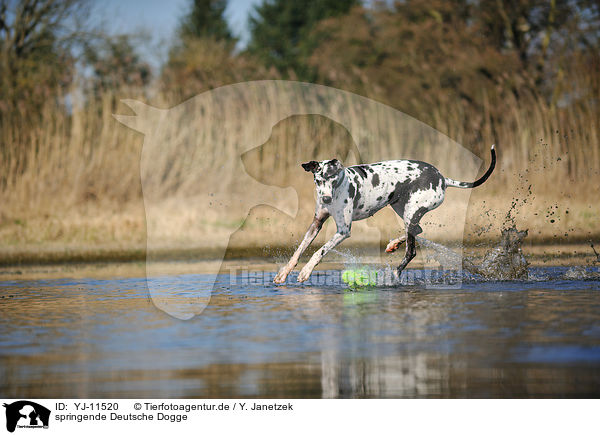 springende Deutsche Dogge / jumping Great Dane / YJ-11520