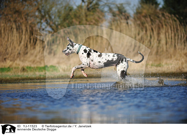 rennende Deutsche Dogge / running Great Dane / YJ-11523