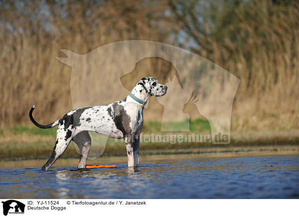 Deutsche Dogge / Great Dane / YJ-11524