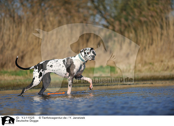 Deutsche Dogge / Great Dane / YJ-11525