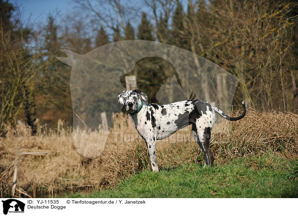 Deutsche Dogge / Great Dane / YJ-11535