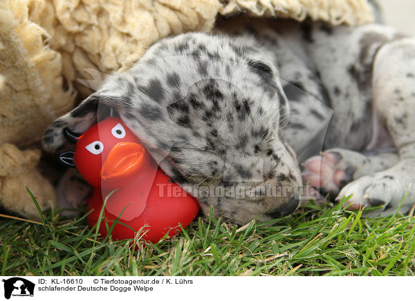 schlafender Deutsche Dogge Welpe / sleeping Great Dane Puppy / KL-16610