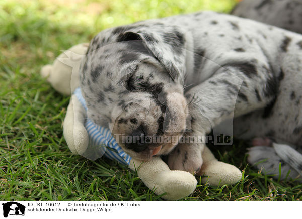 schlafender Deutsche Dogge Welpe / sleeping Great Dane Puppy / KL-16612