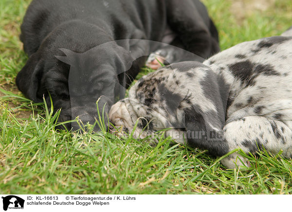 schlafende Deutsche Dogge Welpen / sleeping Great Dane Puppies / KL-16613