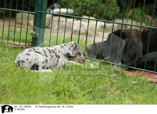 2 Hunde / 2 dogs / KL-16620